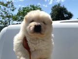 chow chow show class puppy